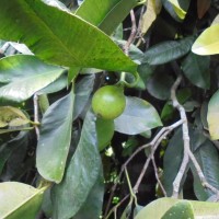 Garcinia cymosa (K.Schum.) I.M.Turner & P.F.Stevens